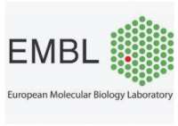 EMBO | EMBL Symposium: Synthetic Morphogenesis: From Gene Circuits to Tissue Architecture