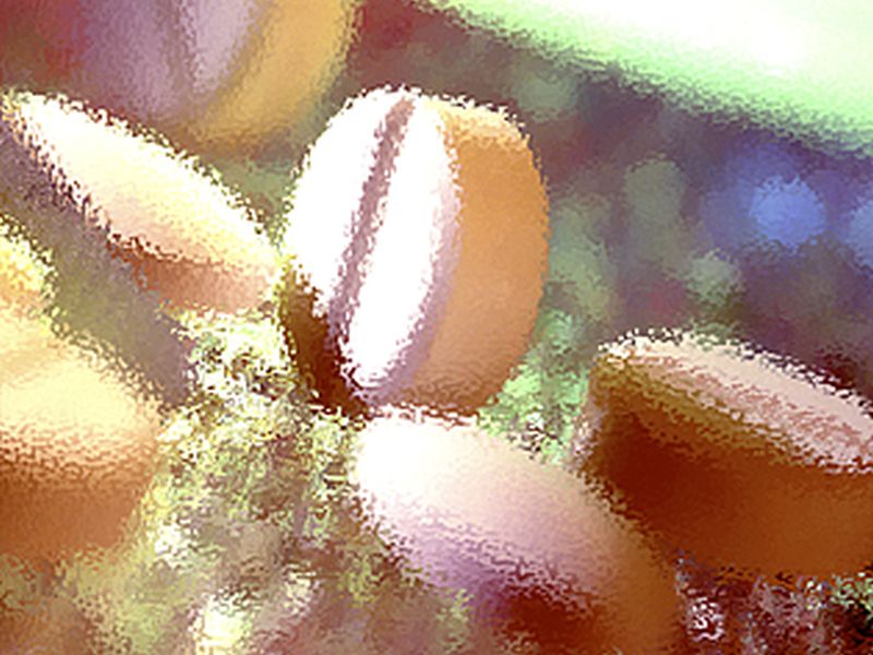 Tamper-Resistant Oxycodone Misused Less Often in Australia