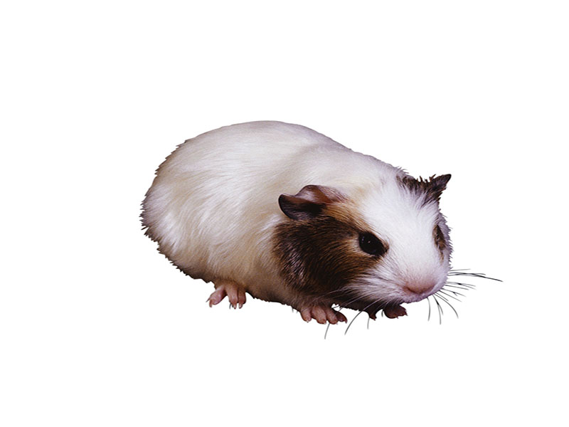 Zoonotic <i>Chlamydia caviae</i> Tied to Community-Acquired Pneumonia