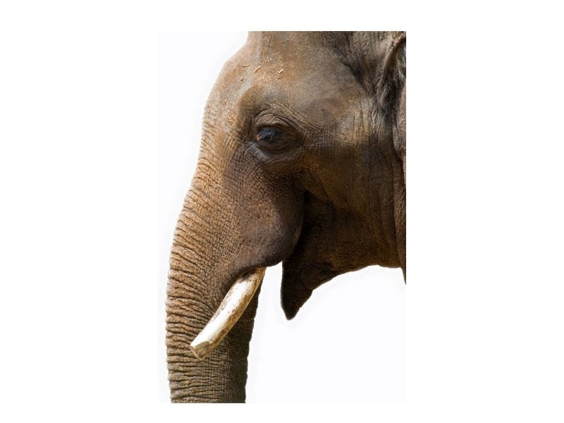 Ancient Gene Protects Elephants From Cancer