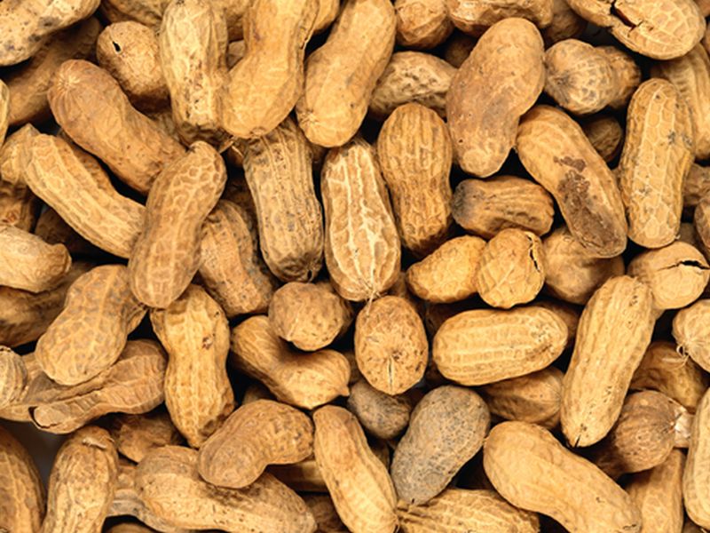 Peanut Patch Found Safe, Effective for Treating Allergies