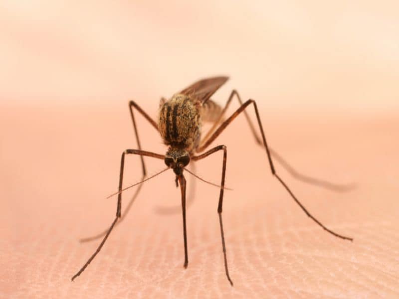 Zika, West Nile Cases Reported in Alabama