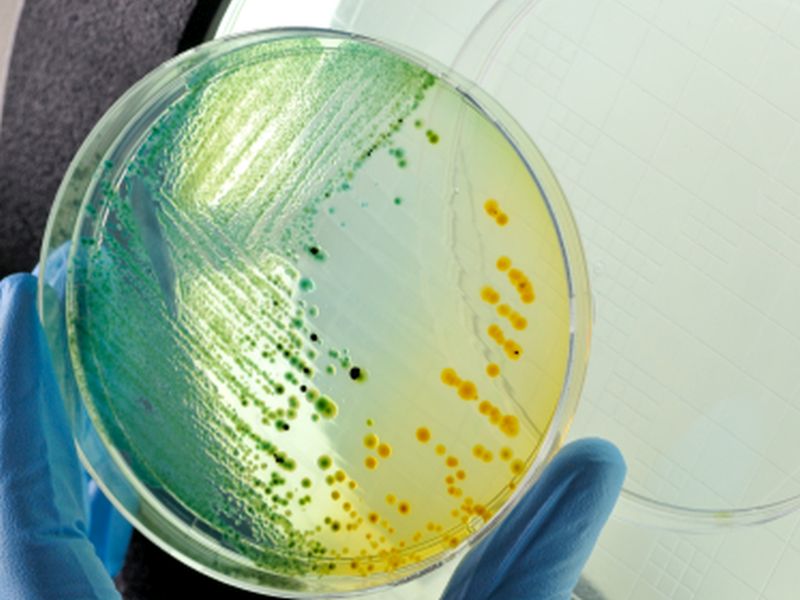 <i>H. Pylori</i> Infection Found to Be Related to Gallbladder Diseases