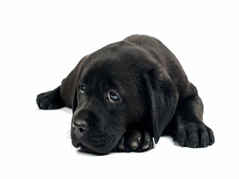 CDC: Brucellosis in Dogs Remains a Public Health Risk