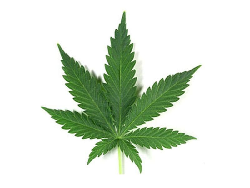 Tenth-Graders Use Combustible, Edible, Vaporized Cannabis
