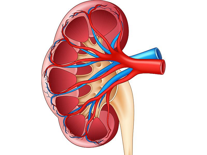 Graft Survival Similar for Kidneys From Octogenarians