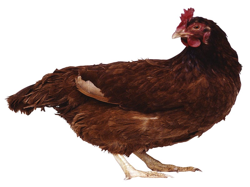 Final CDC Update on <i>Salmonella</i> Linked to Backyard Poultry