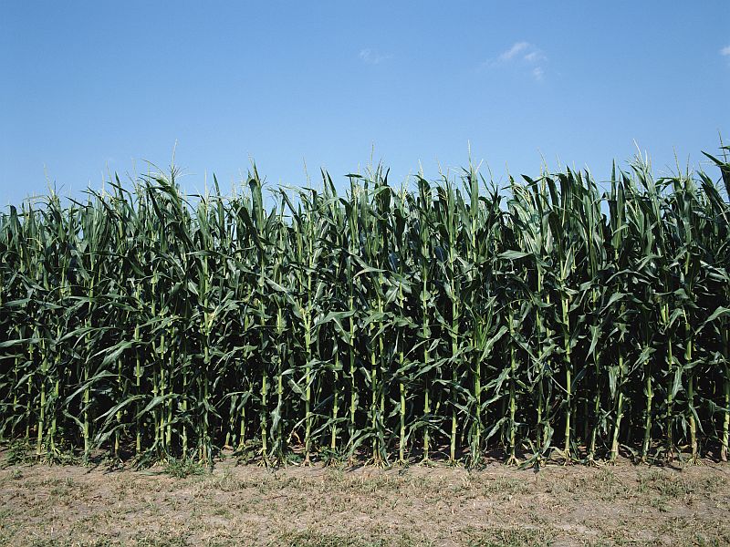 Detectable Levels of Roundup Ingredient Rising in Older Adults