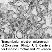 Single Mutation Made Zika Virus More Virulent
