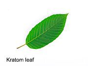 High Rates of <i>Salmonella</i> Contamination ID'd in Kratom