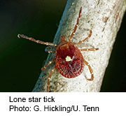 Tick-Caused Meat Allergy on the Rise in the United States