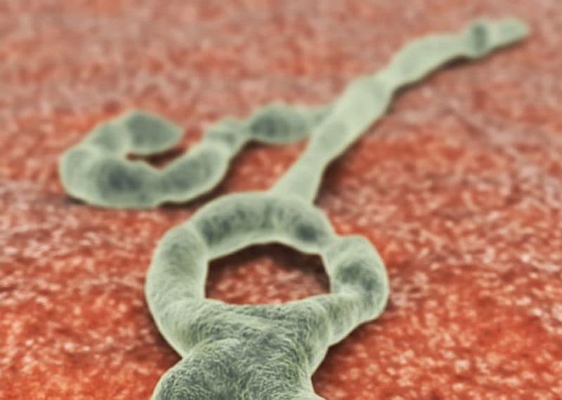 Evidence Exists for Persistence, Transmission of Ebola Virus