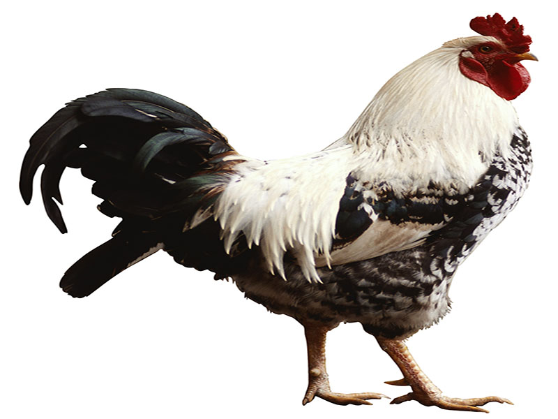 H7N9 Avian Influenza May Be Capable of Pandemic