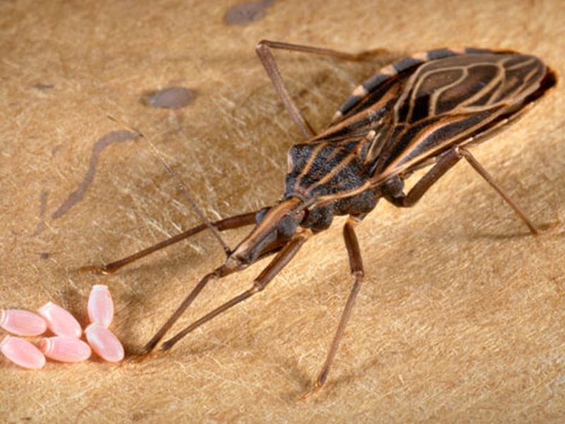 FDA Approves Pediatric Treatment for Chagas Disease