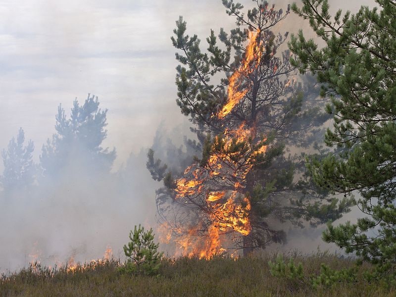 Wildfire Smoke Causing Poor Air Quality in U.S. Pacific Northwest