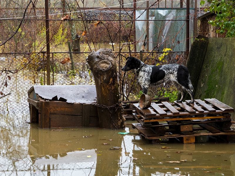 Extreme Flooding Can Up Exposure to Pathogens
