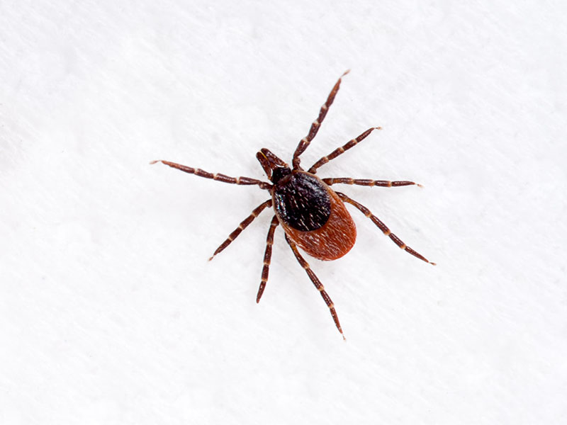 Clinician Suspicion Minimally Accurate for Lyme Disease