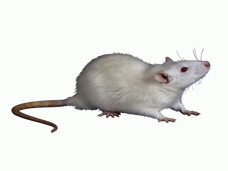 β-Adrenergic Receptor Signaling Affects Tumor Microenvironment